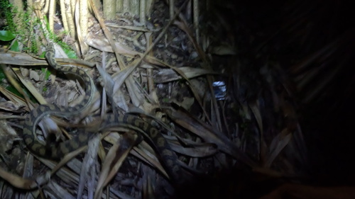 Coastal Carpet Python sighting