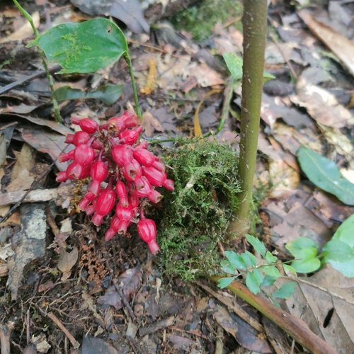 Jenjibre-de-Jardin (Renealmia alpinia)