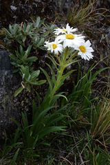 Dolichoglottis scorzoneroides