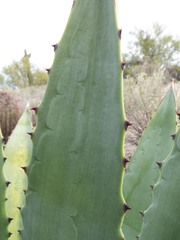 Agave murpheyi