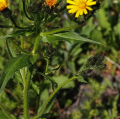 Picris japonica kamtschatica
