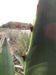 Agave murpheyi