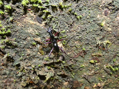 Tricondyla aptera