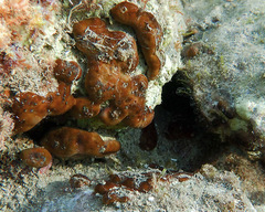Chondrilla nucula