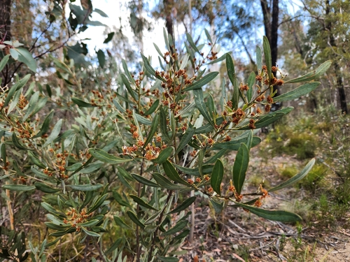 Dorothy's Wattle (Acacia dorothea)