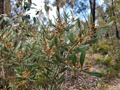 Dorothea Acacia (Acacia dorothea)