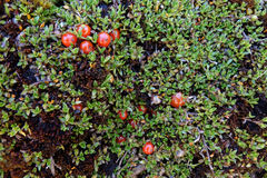 Coprosma perpusilla perpusilla