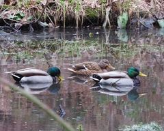 Anas platyrhynchos