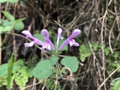 Stachys tubulosa