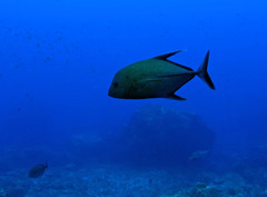 Caranx lugubris