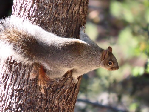 Arizona Gray Squirrel, Santa Rita Lodge, 1218 Madera Canyon Rd, Madera Canyon, AZ 85614, USA, photo 10 of 10