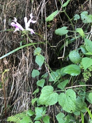 Stachys tubulosa