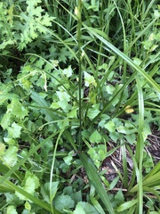 Chlorophytum bowkeri
