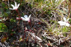 Lobelia linnaeoides