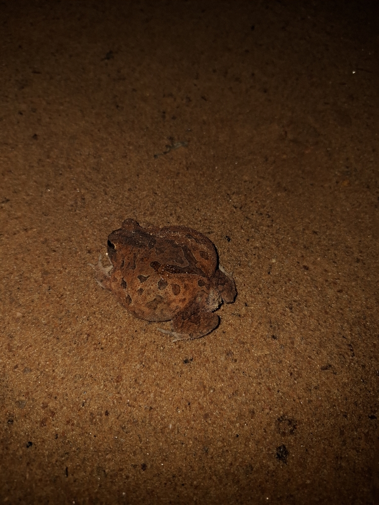 Proceratophrys redacta