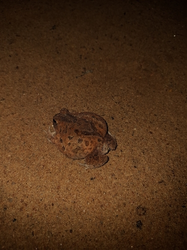 Proceratophrys redacta