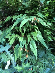 Begonia sutherlandii