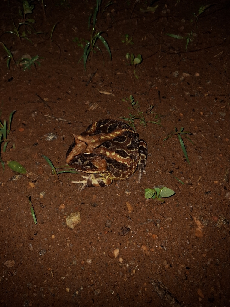Caatinga Horned Frog