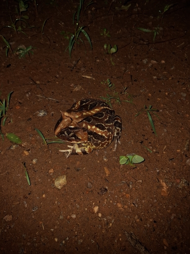 Caatinga Horned Frog, Ceratophrys joazeirensis