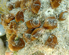 Chondrilla nucula