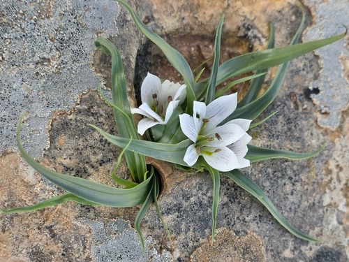 Libyan Meadow Saffron