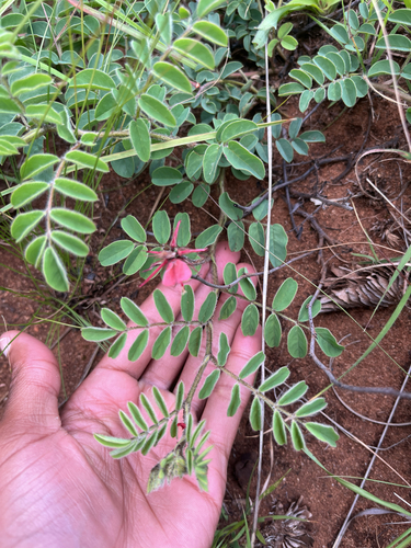 Bright Indigo (Indigofera sanguinea)