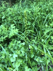 Chlorophytum bowkeri