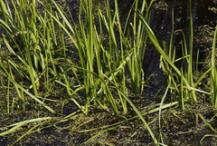 Sparganium glomeratum