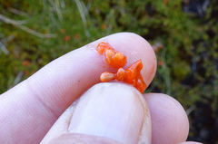 Coprosma perpusilla perpusilla