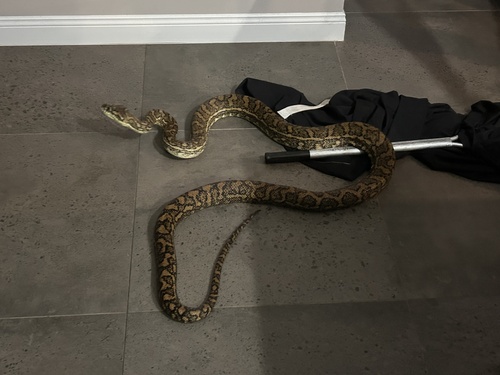Coastal Carpet Python sighting