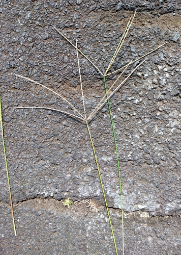 Digitaria eriantha observed 2025-12-07