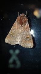 Eucoptocnemis fimbriaris