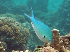 Chromis atripectoralis