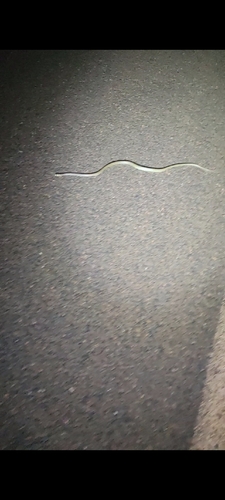 Western Brown Snake sighting