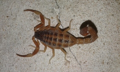 Tityus carrilloi