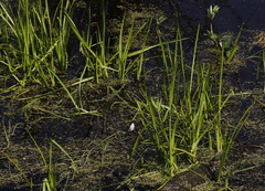 Sparganium glomeratum