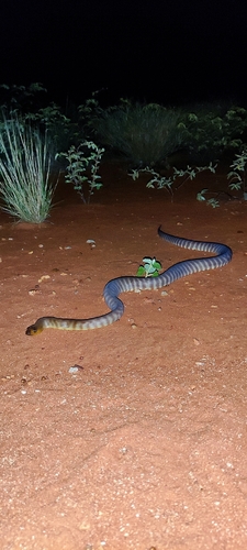 Woma Python sighting