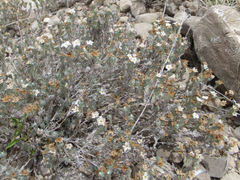 Euploca confertifolia