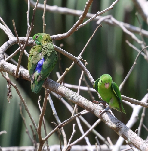 Dusky-billed Parrotlet (Dusky-billed)