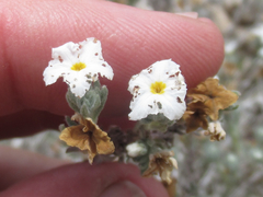 Euploca confertifolia