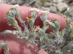 Euploca confertifolia