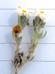 Euploca confertifolia