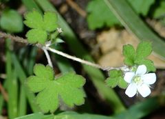 Geranium microphyllum