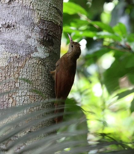 Amazonian Barred-Woodcreeper (Jurua)