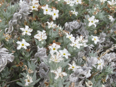 Euploca confertifolia