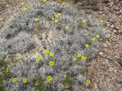 Grusonia aggeria