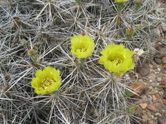 Grusonia aggeria