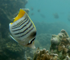 Chaetodon mertensii