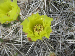 Grusonia aggeria