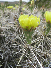 Grusonia aggeria